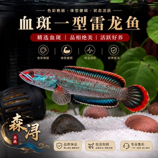 冰火雷龙血斑一型活体凶猛雷龙鱼易发色皮实好养热带淡水鱼现货