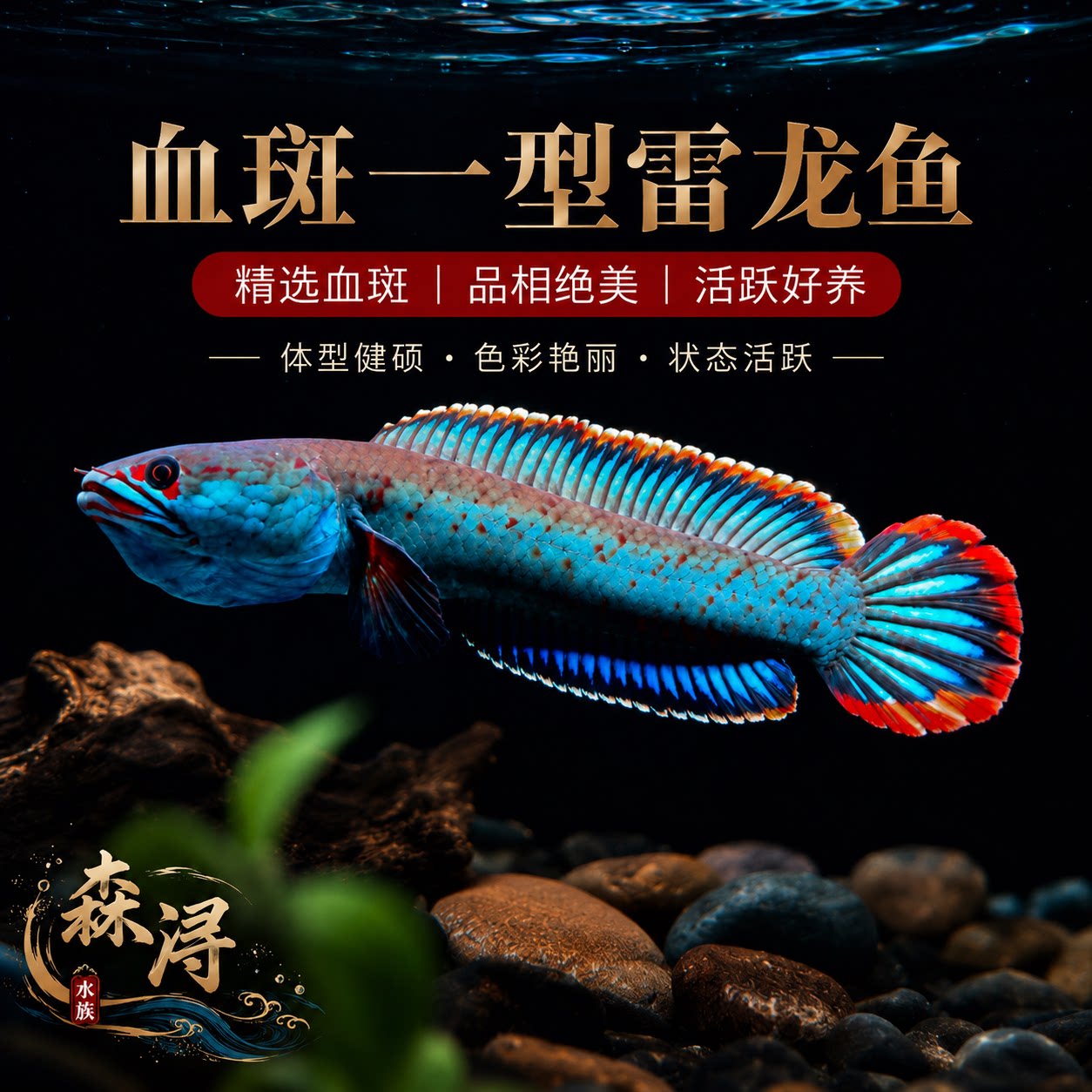强领地血斑一型雷龙活体凶猛凶悍善于打斗单缸饲养专用观赏凶猛鱼