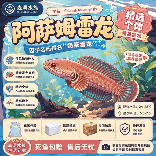 阿萨姆奶茶雷龙活体雷龙好养不挑水互动性强凶猛小型观赏雷龙鱼