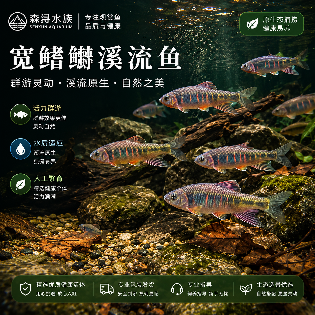 原生宽鳍鱲活体溪哥桃花鱼冷水淡水原生鱼群游效果佳溪流缸造景