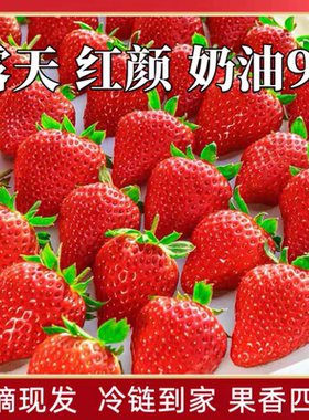 顺丰99红颜草莓新鲜水果牛奶油九九大草莓红盒非淡雪白草莓颜礼