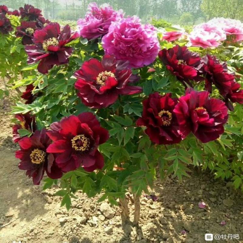 牡丹花大苗正宗庭院四季盆栽花卉观赏重瓣室外洛阳红