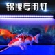 鱼缸灯led灯照明灯水族箱灯防水潜水灯三基色节能观赏鱼专用增艳