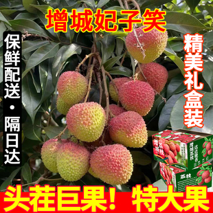 增城荔枝新鲜妃子笑广东5斤桂糯米新鲜水果糍3味现摘现发空运冷链