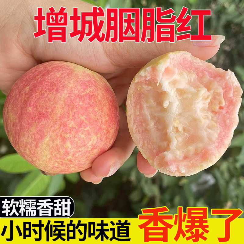 增城胭脂红番石榴芭乐广东新鲜水果精品大果现摘现发红心芭乐果