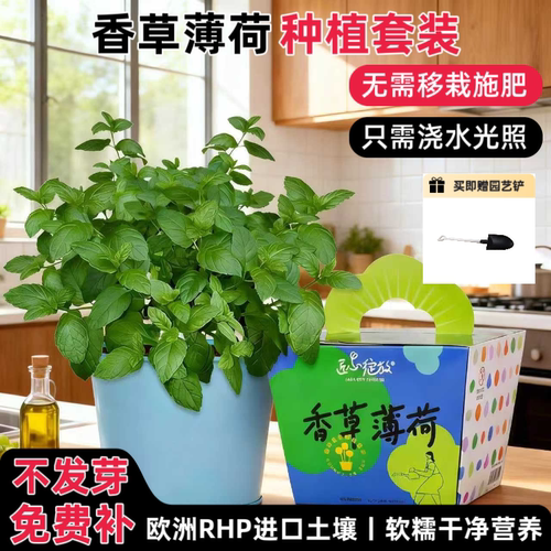 匠心绽放薄荷罗勒种植盆栽可食用