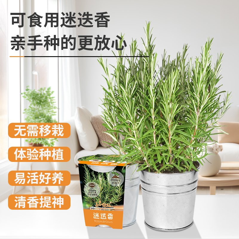 迷迭香可食用种子匠心绽放