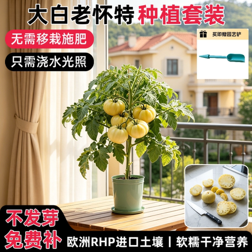 匠心绽放伯克利扎染番茄种植套装