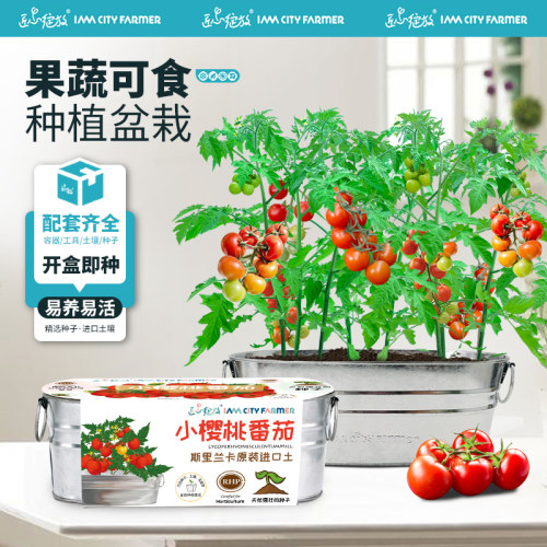 匠心绽放阳台蔬菜种植小盆栽套装