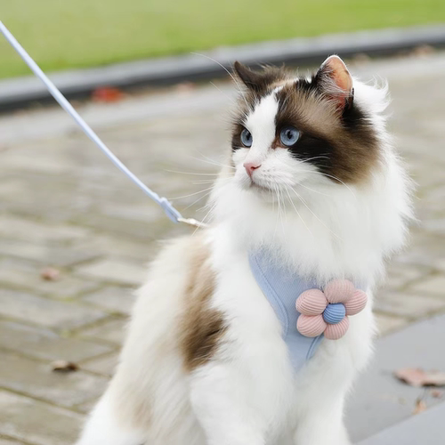 工字型猫咪牵引绳狗狗背心式小型犬泰迪比熊博美遛狗绳链子胸背带