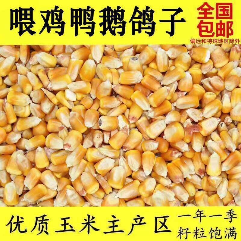 大玉米粒籽鸡鸭鹅鸟饲料