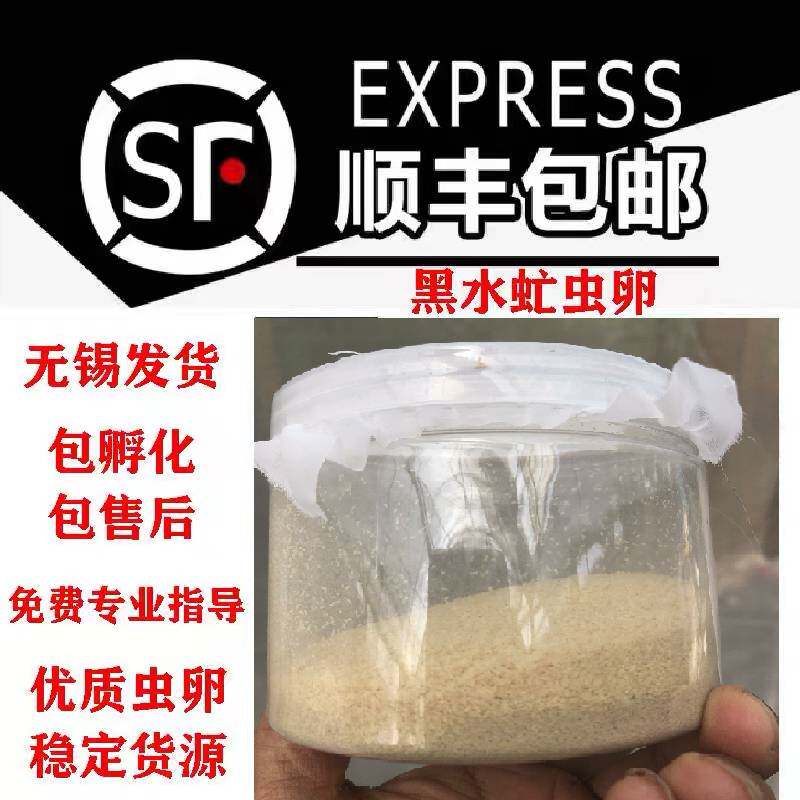 黑水虻虫卵黑水虻卵黑水牤虫卵黑水牤卵活体鱼饵黄辣丁罗飞翘嘴