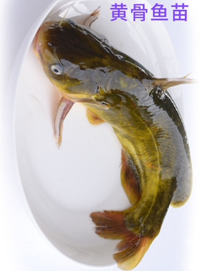 黄骨鱼苗昂刺鱼苗黄辣丁鱼苗黄颡鱼黄丫头鱼苗黄脚丁淡水养殖鱼苗