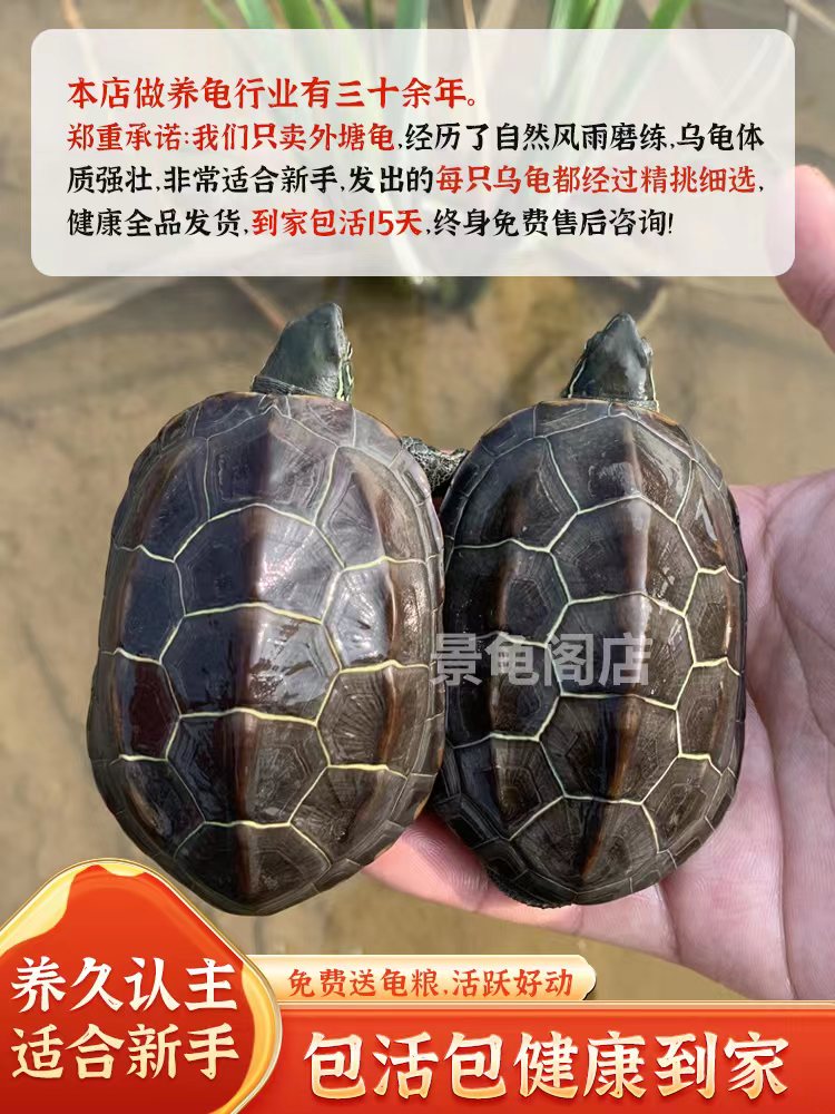乌龟金线草龟中华草龟冷水外塘大小龟苗活物体宠物龟龟长寿龟