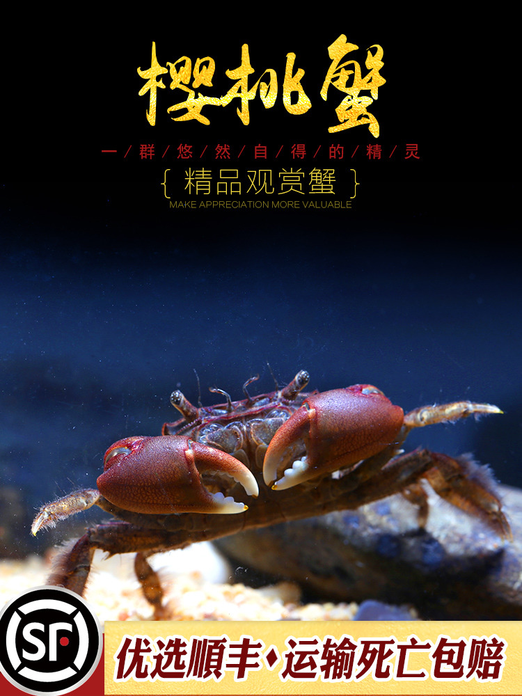 樱桃蟹小型原生冷水淡水观赏宠物蟹可深水浅水饲养性情温顺活体蟹