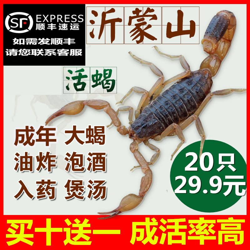蝎子活体正宗沂蒙野性十足全蝎活蝎子煲汤入药油炸泡酒食用药用