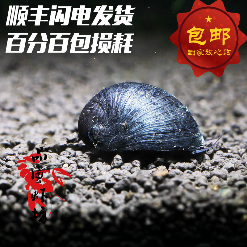 品质虾坊君帽螺黑金刚螺高效除缸壁藻螺汽水螺观赏螺鱼虾缸草缸