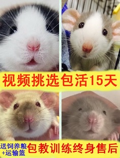 花枝鼠 活体活物宠物鼠 幼鼠萌宠好养宝宝亲人学生宿舍卷毛鼠包邮