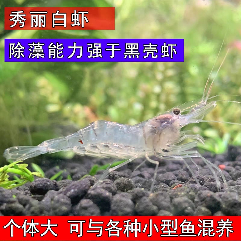 好养大个体观赏除藻工具虾秀丽白虾花腰虾活体原生虾清洁草虾包邮