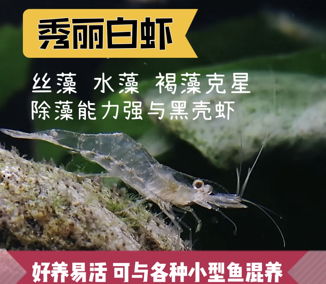 观赏除藻工具虾原生冷水秀丽白虾花腰虾好养淡水活体清洁虾包邮