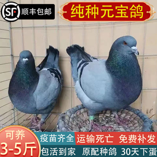 纯种元宝鸽活一对大体鸽子巨型肉鸽观赏鸽活物活体青年鸽原配种鸽