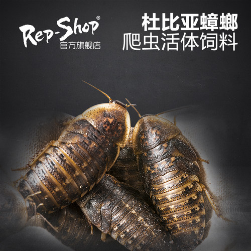 杜比亚蟑螂活虫爬宠蜥蜴角蛙守宫变色龟龙鱼活体食物超樱桃可繁殖