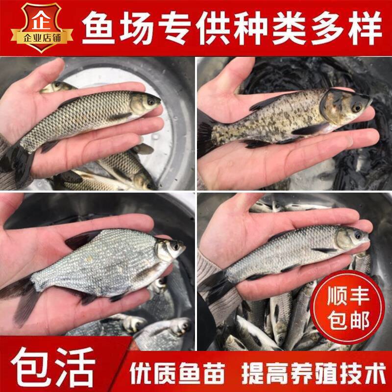 黄颡鱼鲫鱼青鱼草鱼花鲢鱼桂鱼四大家鱼翘嘴活体食用淡水养殖鱼苗