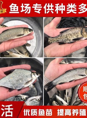 黄颡鱼鲫鱼青鱼草鱼花鲢鱼桂鱼四大家鱼翘嘴活体食用淡水养殖鱼苗