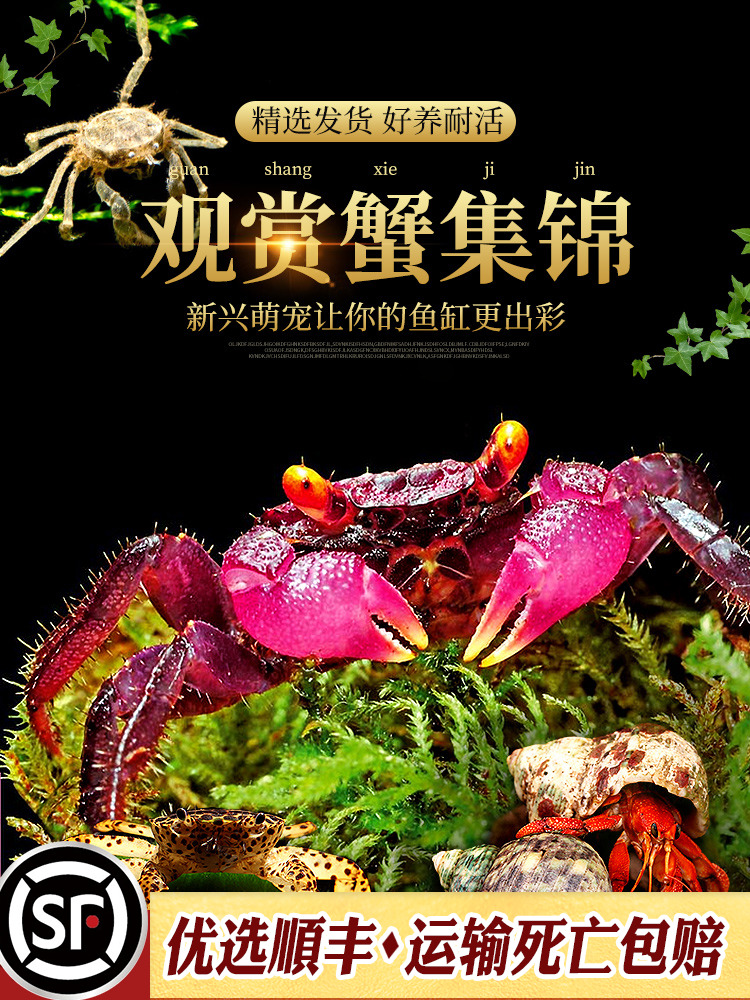 辣椒蟹蜘蛛蟹相手蟹恶魔蟹南海溪蟹红勾手蟹豹点蟹活体观赏宠物蟹