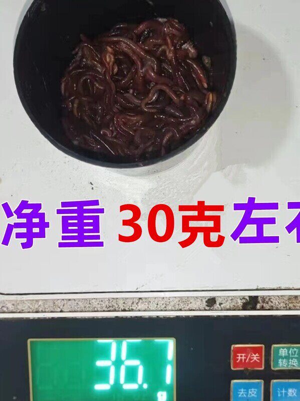 盒装活饵红蚯蚓鲜活 大平二号垂钓饵料钓鱼龟粮大奔蚯蚓多省包邮