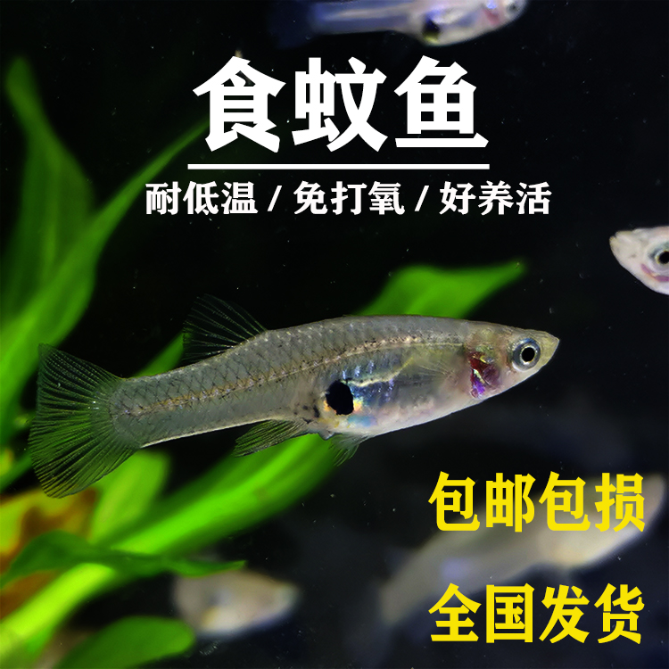 原生鱼冷水鱼苗食蚊鱼大肚孔雀金鱼淡小型观赏鱼斑马乌龟活体饲料