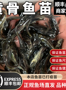 黄骨鱼苗淡水养殖食用活体黄颡鱼昂刺黄丫头黄鸭叫黄辣丁鱼苗