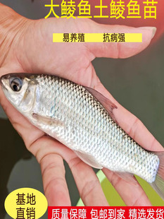 鲮鱼苗土鲮鱼苗淡水 养殖 食用淡水鱼苗批 发土凌鱼苗小鱼苗活鱼