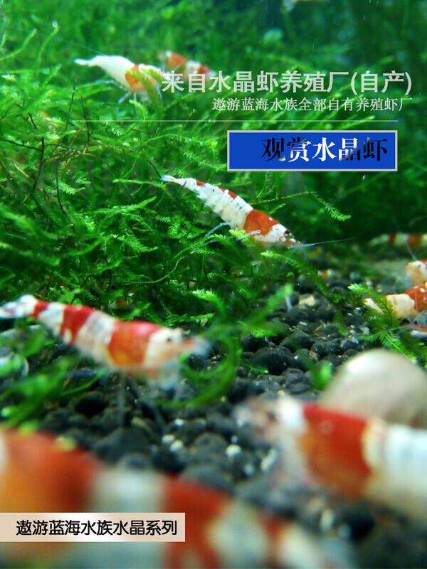 红白水晶虾观赏虾淡水工具虾除藻虾冷水耐活体极火樱花虾鲜活观赏