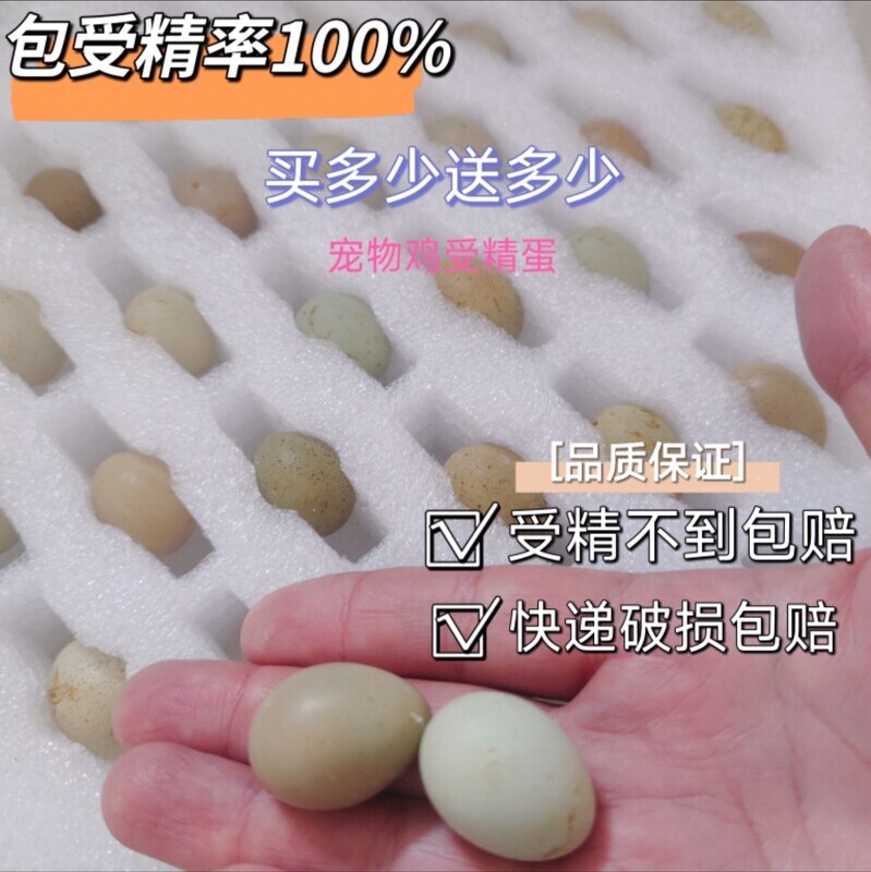宠物鸡种蛋受精可孵化蛋网红小鸡礼服纯白德系变异鸡蛋卵顺丰