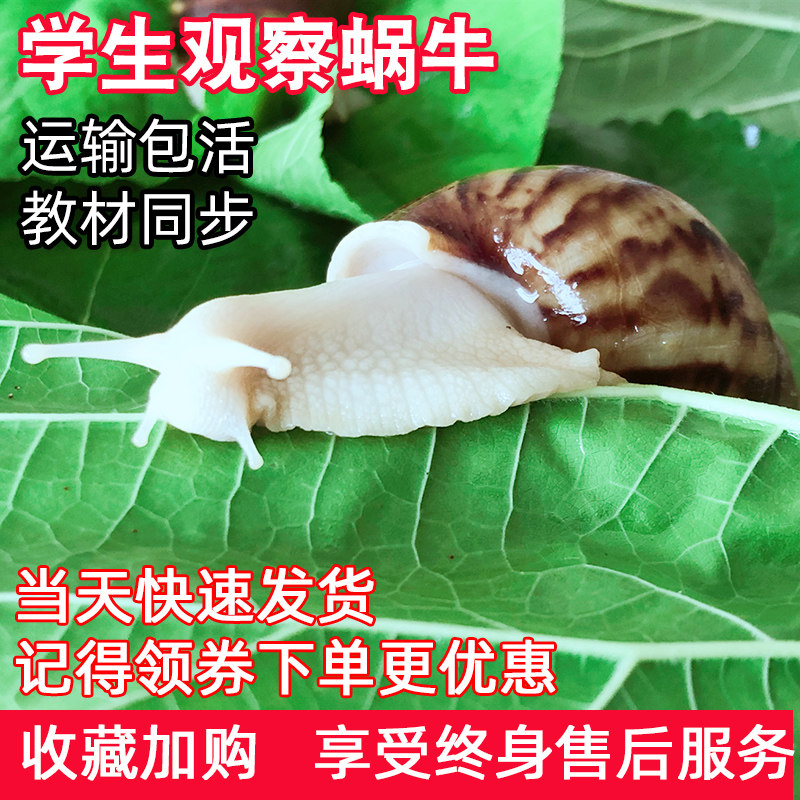 宠物白玉蜗牛大小活体套装观赏学生科学实验巨型美容褐云玛瑙螺