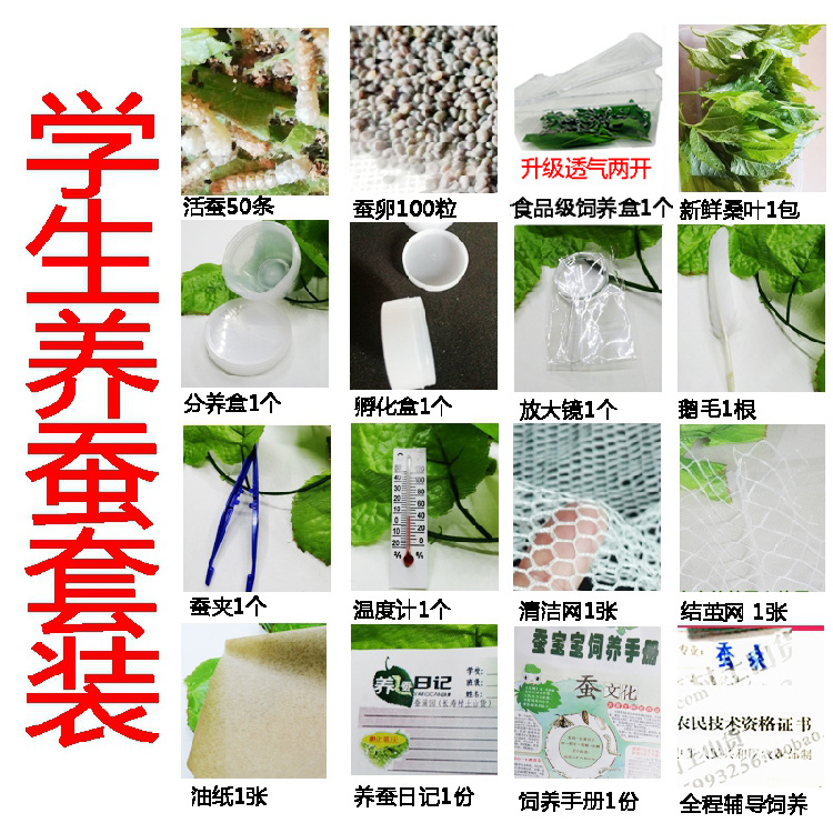 蚕宝宝套装科谱学生养蚕活体巨型蚕饲料新鲜桑叶金丝春蚕卵七彩蚕