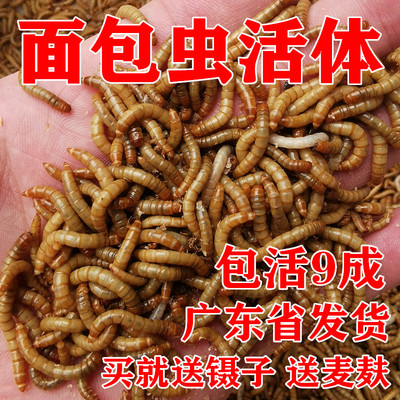 面包虫活虫 鲜活黄粉虫鹦鹉龙鱼乌龟鸟食仓鼠蜥蜴活体宠物饲料