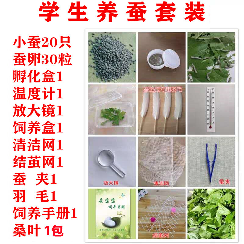 蚕宝宝学生养蚕套装 工具齐全 1龄 活物蚕卵科普春蚕新鲜桑叶包邮