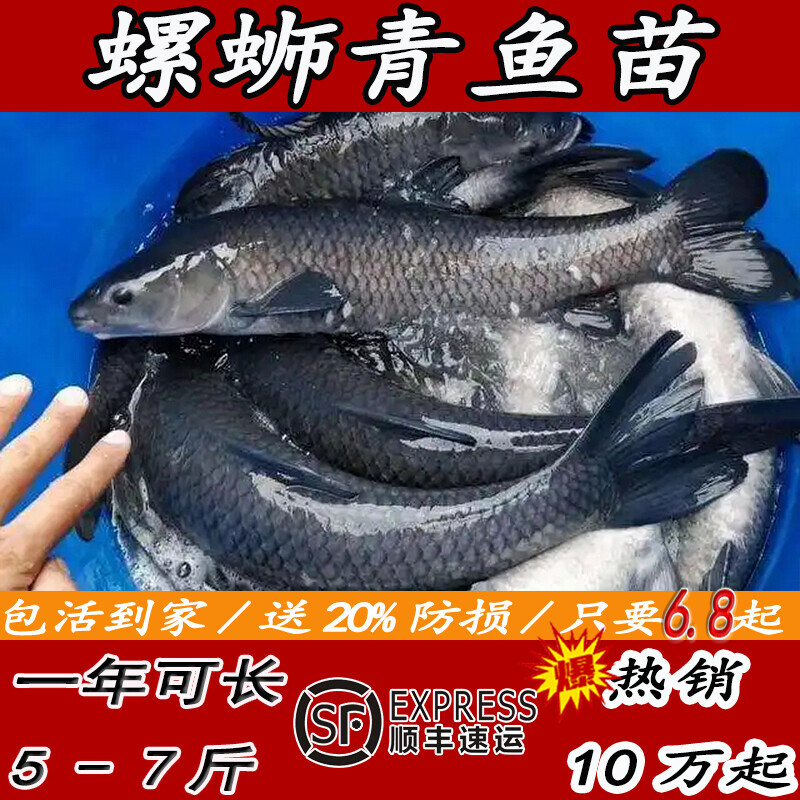 正宗螺蛳青鱼苗草鱼苗淡水养殖活体可食用观赏红鲤鱼苗本地螺丝青