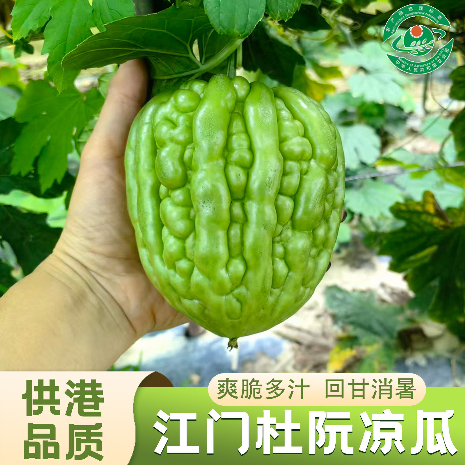 正宗江门杜阮凉瓜蔬菜当季新鲜无渣农家苦瓜爽脆多汁