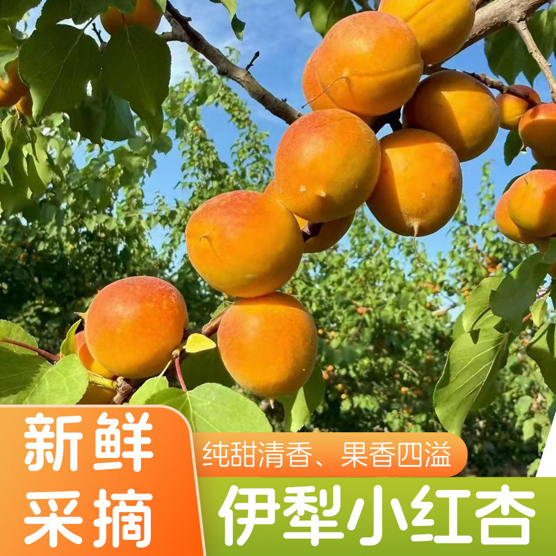 新疆小红杏树上熟当日现摘