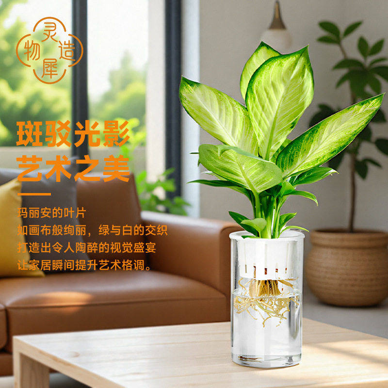 【灵犀物造】水培玛丽安盆栽法式级感植物室内添艺术气息绿植,鲜花速递/花卉仿真/绿植园艺,绿植,淘宝优惠券,粉丝福利购,淘宝优惠卷