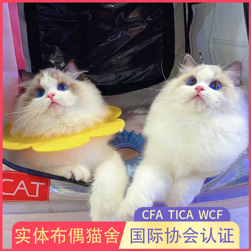 纯种布偶猫幼猫宠物赛级繁育级海双蓝双山猫牡丹猫苑猫舍活体猫咪