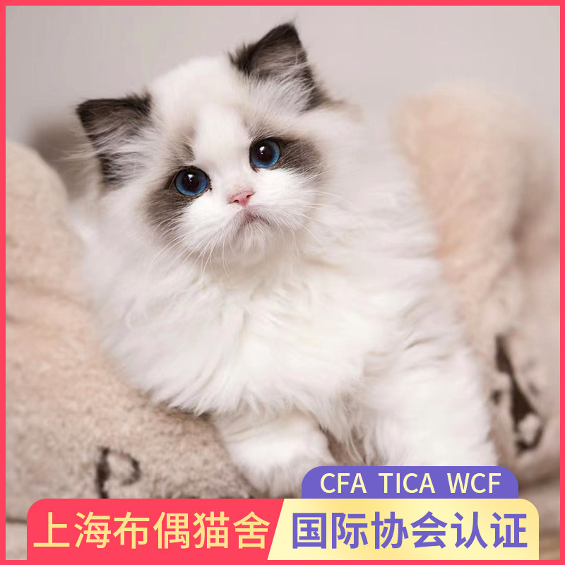 布偶猫幼猫纯种宠物赛级重点色海双蓝双证书牡丹猫苑猫舍猫咪活物
