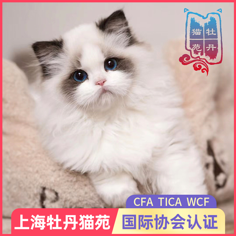 布偶猫幼猫活体 纯种宠物猫仙女猫幼崽 赛级海双蓝双猫咪实体猫舍