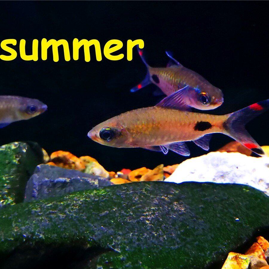 黑影道人品牌精品汇聚 价格大全移动版 最宠网