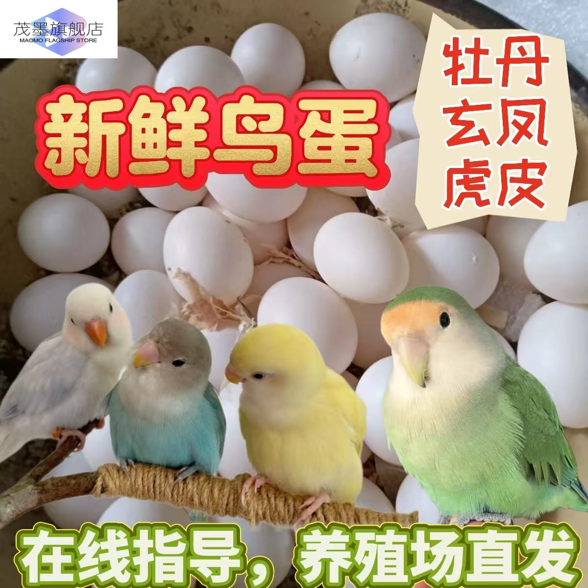 牡丹鹦鹉受精蛋特色玄凤虎皮紫罗兰桃脸面类鸟种蛋可人工孵化