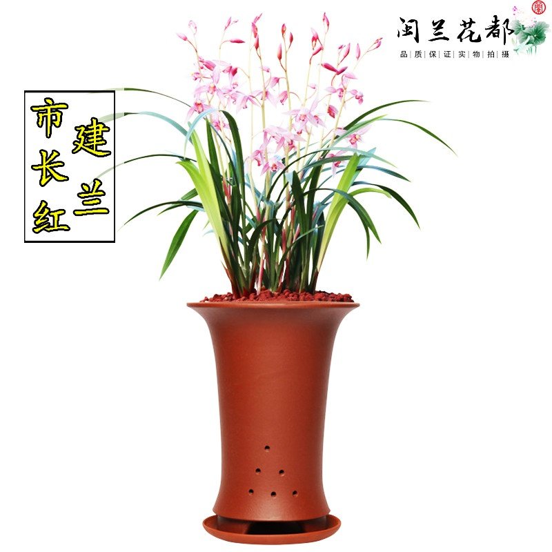 兰花苗建兰四季兰色花市长红夏带花苞出售浓香型