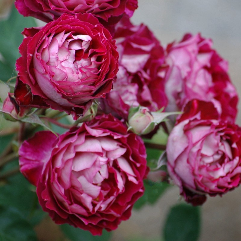 欧月马萨德玫瑰法国大花强香味草莓X双色医生苗月季苗阳台盆